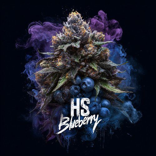 🍀 ШИШКИ🍀 - Blueberry OG | 𝐇𝐒™